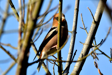 Ein Kernbeisser (Nahaufnahme)