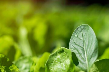 fresh green lettuce salad closeup