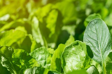 fresh green lettuce salad closeup