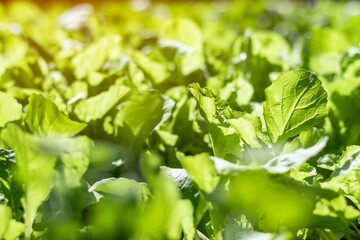 fresh green lettuce salad closeup