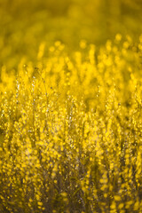 Obraz premium field of yellow flowers. Sunny summer day
