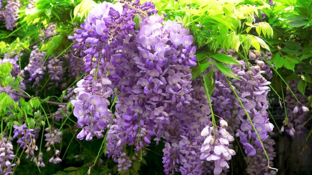 Hanging purple flowers, Wisteria sinensis (Sims) Sweet. Bees fly around. 4k. Purple Chinese wisteria is a species of flowering plant in the pea.