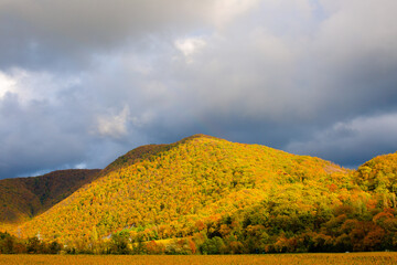 Fototapeta premium Mountain with autumn yellow forest