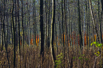 Autumn in young forest. Orange leaves in background