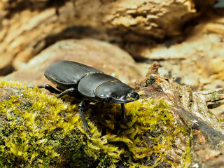 Balkenschröter, Dorcus parallelipipedus läuft über den Waldboden.