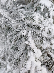 snow covered tree