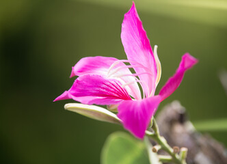 close up of a purple flower