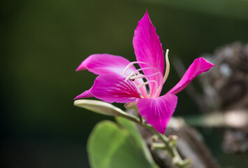 purple orchid flower