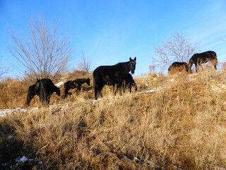 Horses, snow, grass, blue sky