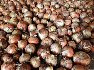 A large amount of stacked onions