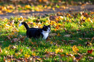 Young black and white cat in the grass, around the fallen leaves of yellow, orange and gold.