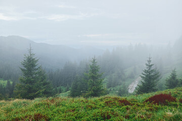 Fog all over the place. Majestic Carpathian Mountains. Beautiful landscape of untouched nature