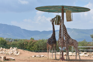 Giraffes