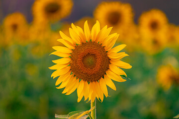 full yellow sunflower blossom close up
