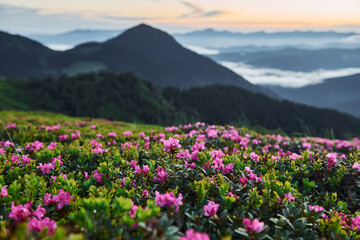 Fototapeta na wymiar Violet flowers blooming. Majestic Carpathian Mountains. Beautiful landscape of untouched nature