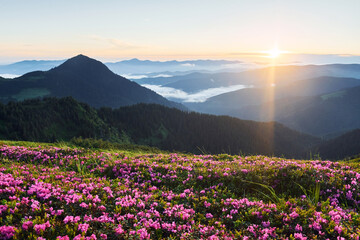 Violet flowers blooming. Majestic Carpathian Mountains. Beautiful landscape of untouched nature