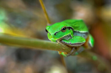 Small tree frog. Frog on the leaves.
