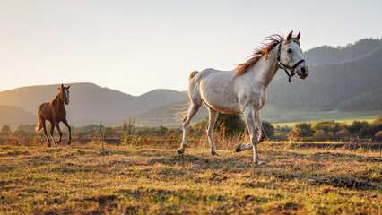White Arabian horse running on grass field another brown one behind, afternoon sun shines in background