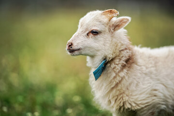 Young ouessant sheep or lamb with blue tag around neck, grazing on green spring meadow, closeup detail