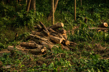 cut tree stumps and logs show that deforestation engendering environment.