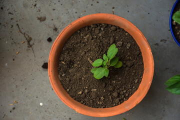Planting baby tree on fertile soil with selective focus.