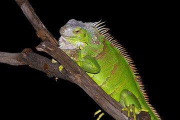 green iguana on a branch