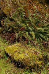 Fototapeta premium Mill Creek - Habitat shots