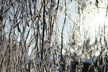 Winter. Birch branches and sunlight. Macro