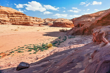 Rocky formations in Wadi Rum desert, bright sun shines on red dust and rocks, Sea squill plants Drimia maritima in foreground, blue sky above