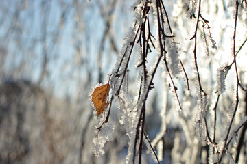 There is a dry leaf in the winter
