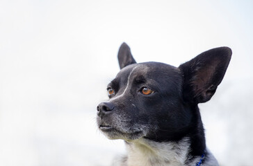 Cute dog of black and white color