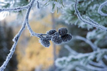 delle splendide formazioni di cristalli di ghiaccio su particolari pigne di abete in inverno...