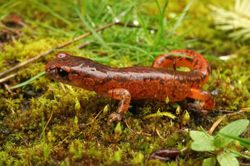 Ensatina eschscholtzii intermediate form