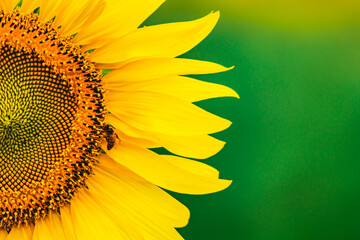 full yellow sunflower blossom close up