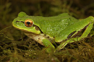 Pseudacris regilla - Pacific treefrog