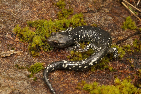 Aneides flavipunctatus - Black Salamander