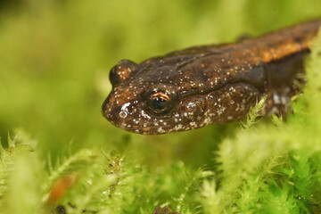 Plethodon vehiculum - South Oregon