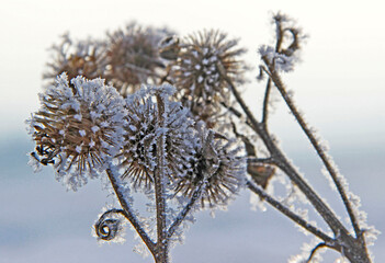 Macro photo of a dry barb of a burdock of fanciful shape covered with snow crystals.