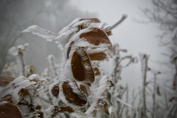 leaves of a tree covered with frost
