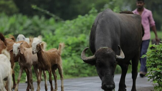 indian goat and buffalos walking on road side 