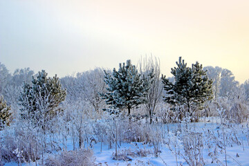 Three small pines surrounding by a dry grass in a winter grove. Over all of that is clear frosty sky.