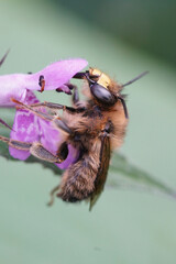 Anthophora furcata : a specialist solitary bee ( only visiting Stachys species) 