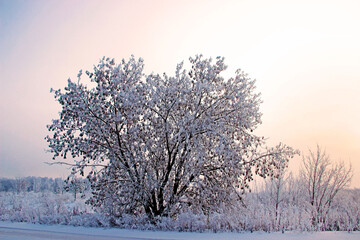 A sprawling tree by the road and a pink sunset. Winter landscape.