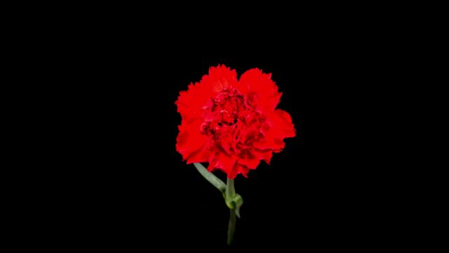 Beautiful Time Lapse of Opening Carnation Flower Against a Black Background. 4K.