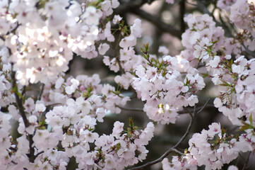 三重県伊勢市　宮川堤の桜