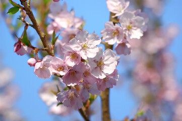 三重県伊勢市　宮川堤の桜