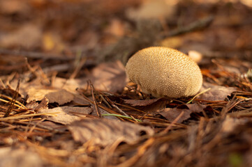 The mushroom grows on a blurred background of the forest floor.