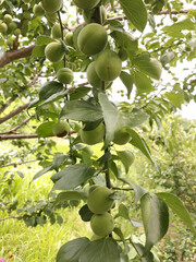 Plums hanging on branches on a farm.
