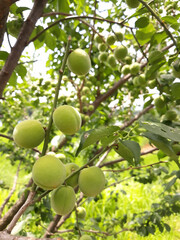 Plums hanging on branches on a farm.