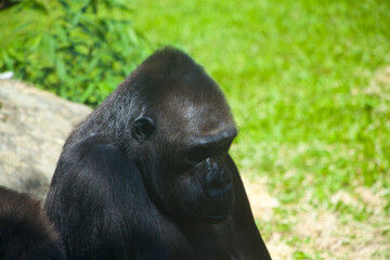 Obraz premium Gorilla